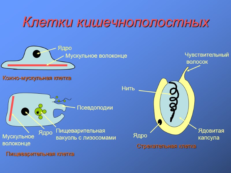 Клетки кишечнополостных Ядро Мускульное волоконце Кожно-мускульная клетка Мускульное волоконце Ядро Пищеварительная вакуоль с лизосомами